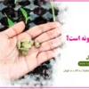 طریقه مصرف عرق هل