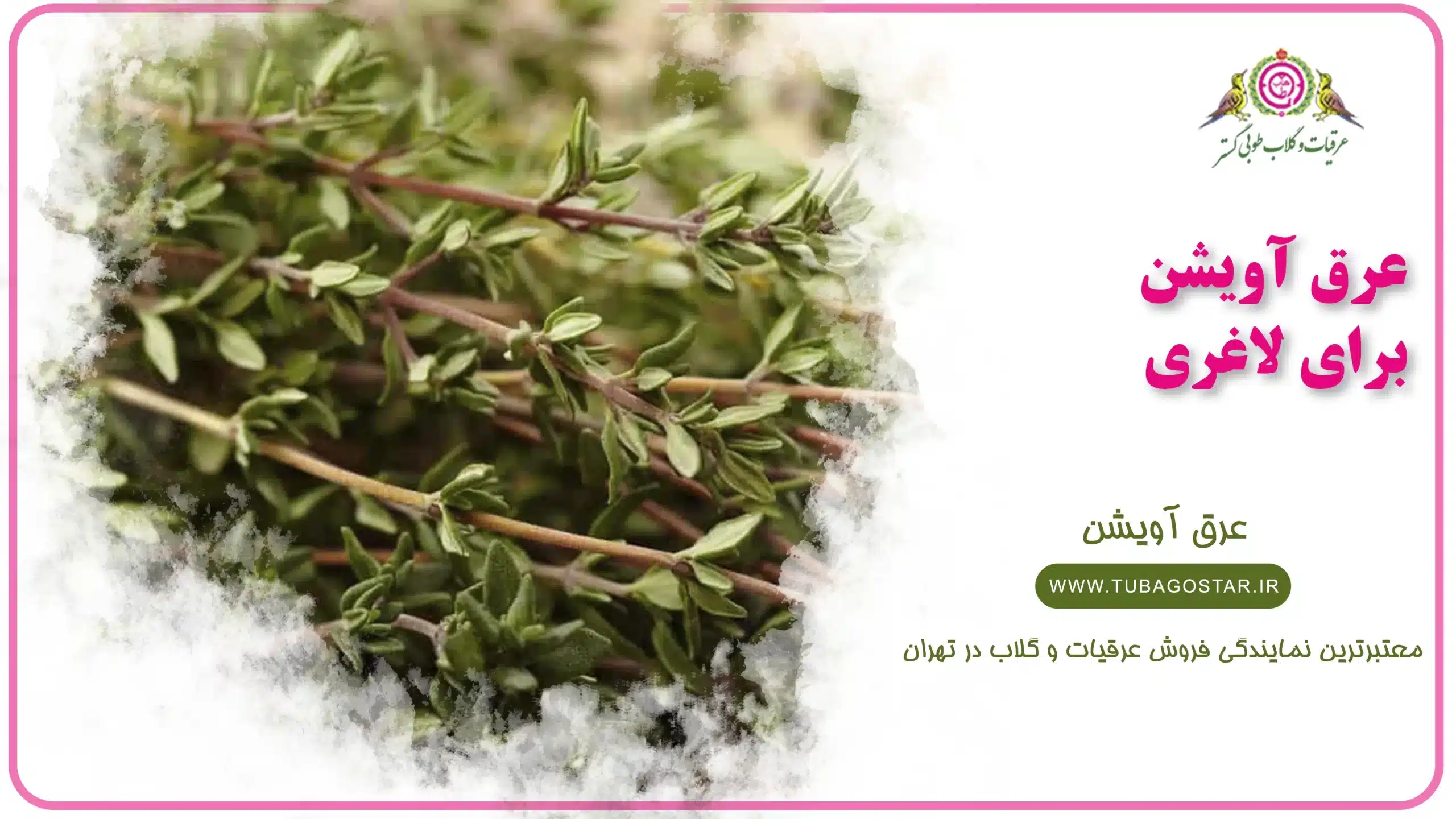 عرق آویشن برای لاغری