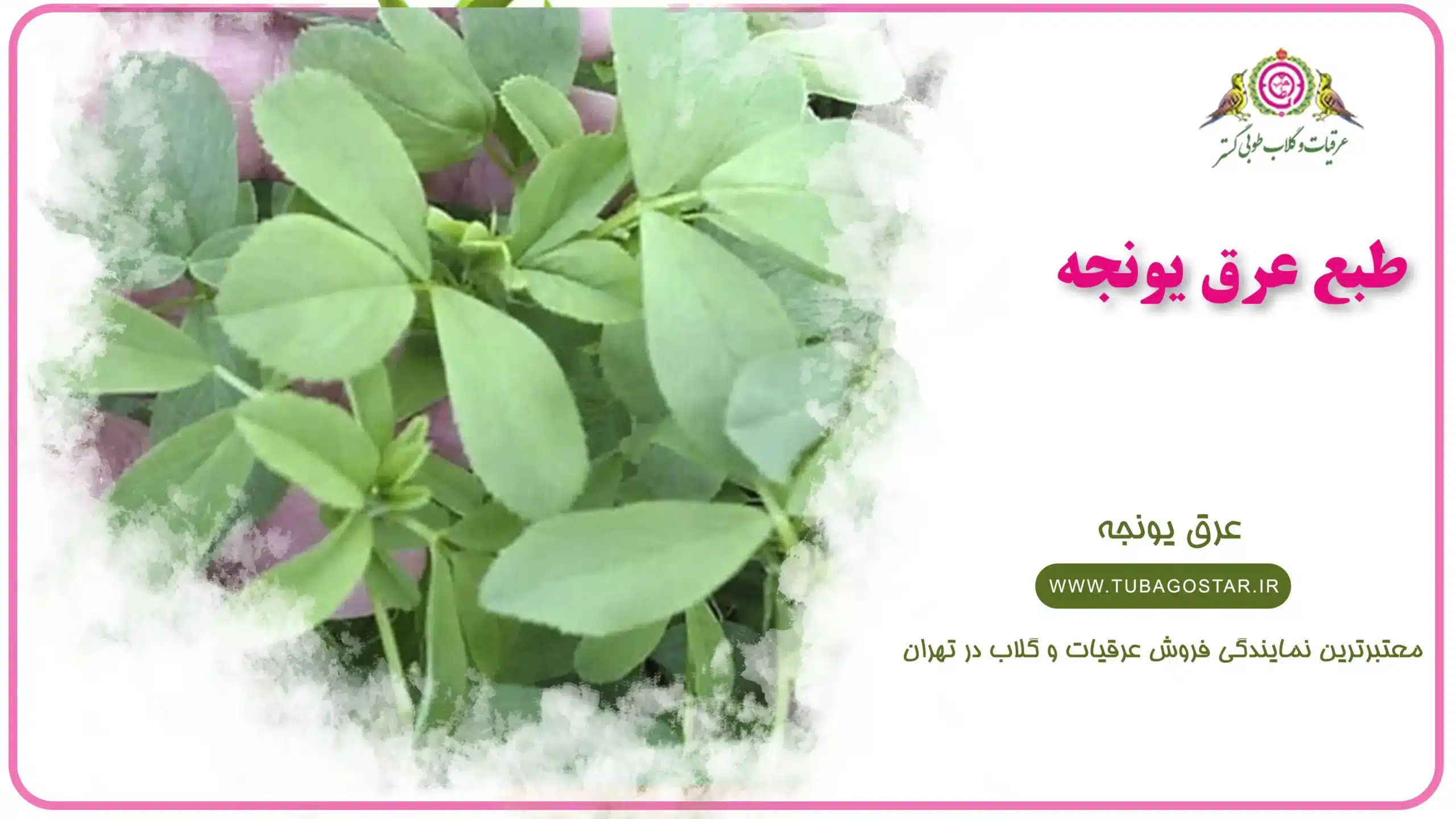 طبع عرق یونجه