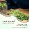 عرق آویشن برای گلو درد
