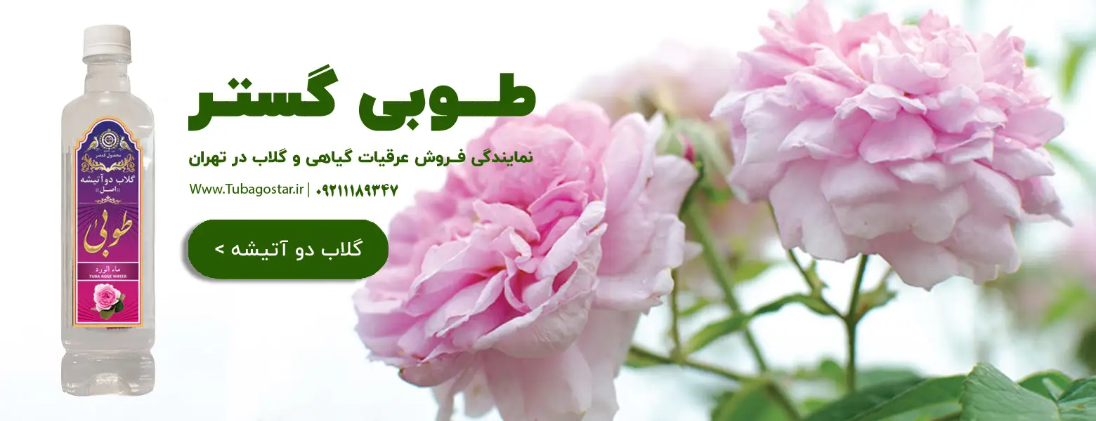 گلاب دو آتیشه طوبی گستر