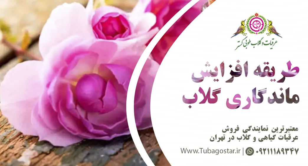 ماندگاری گلاب